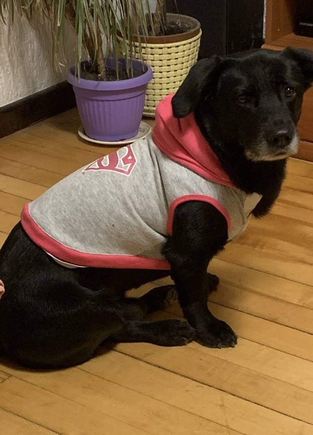 SUPER FOTKE vaših ljubimaca! Neki bi mogli biti viralni hit, ali svi su jednostavno neodoljivi