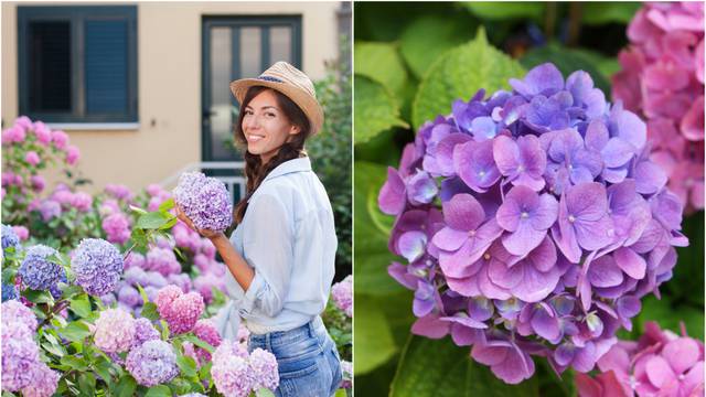 Hortenzija dolazi iz Japana i Sjeverne Amerike, a evo kako uzgojiti najljepši grm pun boja