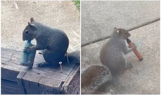 NIJE SMIJE&Scaron;NO Vjeverice 'pu&scaron;e' vejpove po parku: Opasno je i za pse, privla&ccaron;e ih vo&cacute;ni mirisi