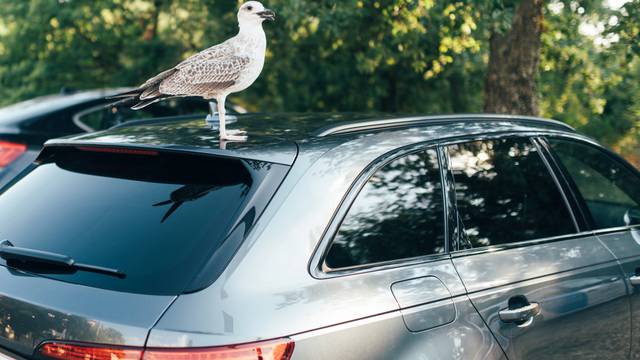 A,Good,Bird-seagull,Stands,On,The,Roof,Of,The,Car