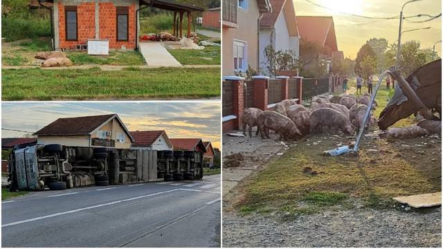 Kraj Donjeg Miholjca prevrnuo se kamion, prevozio je 150 svinja koje su se razbježale