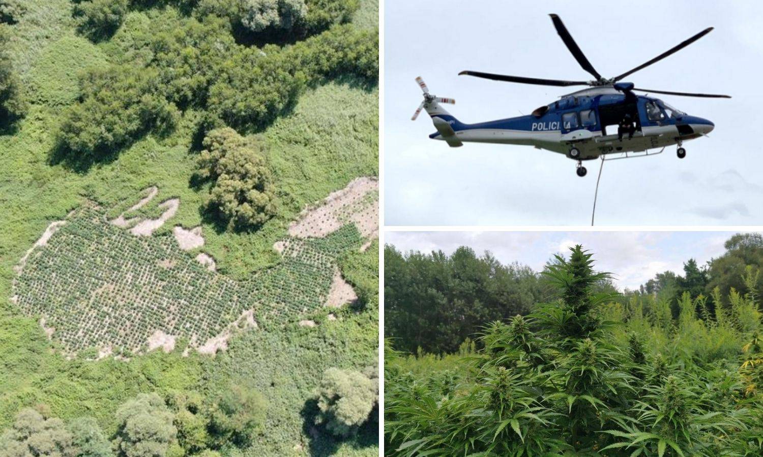 Na adi rijeke Mure našli polje marihuane od 2 milijuna eura