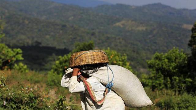 Znanstvenici: Klimatske promjene povećavaju pritisak na uzgajivače kave u svijetu