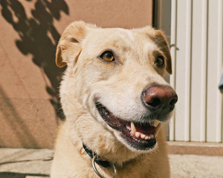 Isprobali smo Honor Magic V5: Nevjerojatno tanak i moćan