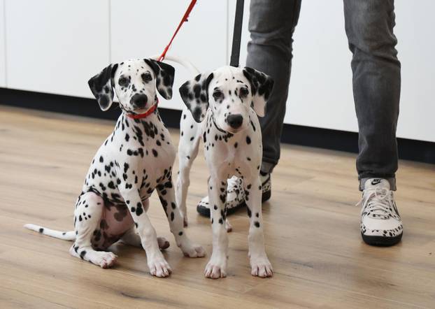 Šibenik:Otvoren muzej dalmatinskom psu,dalmatincu 