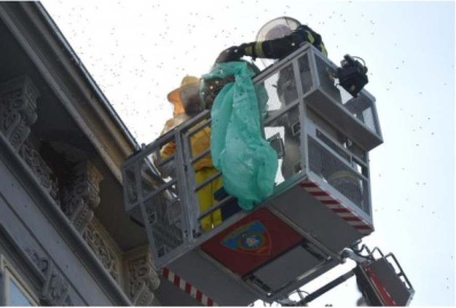 Spašavanje pčela u gradskim sredinama