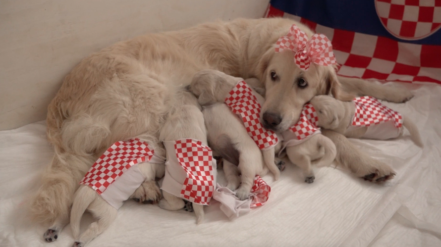 Štenci u kockicama: Još niste sreli ovako neodoljive navijače