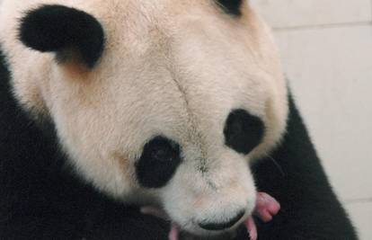 Zapanjujuće fotografije tek rođenih panda blizanaca