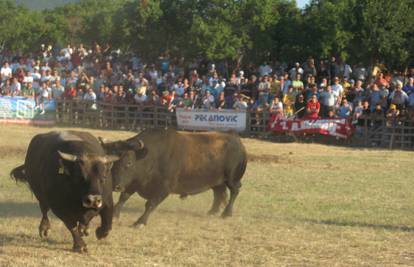 Šibonja od 970 kilograma je osvojio zlato u teškoj kategoriji