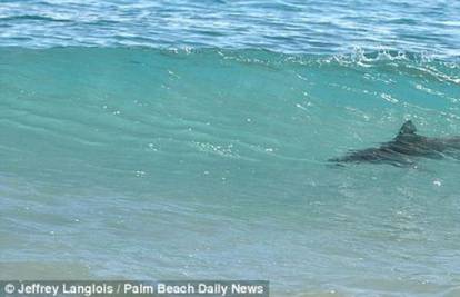 Morski pas na Havajima napao turista,ugrizao ga za obje noge