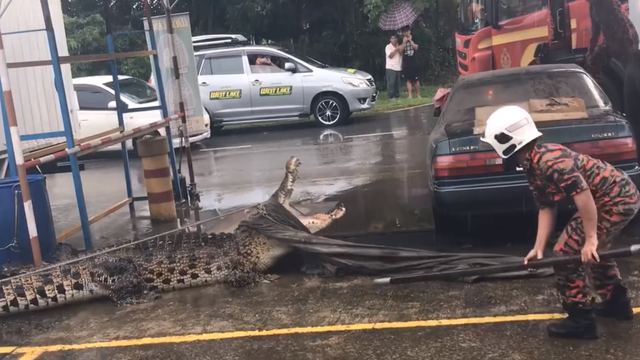 Krokodil u Maleziji