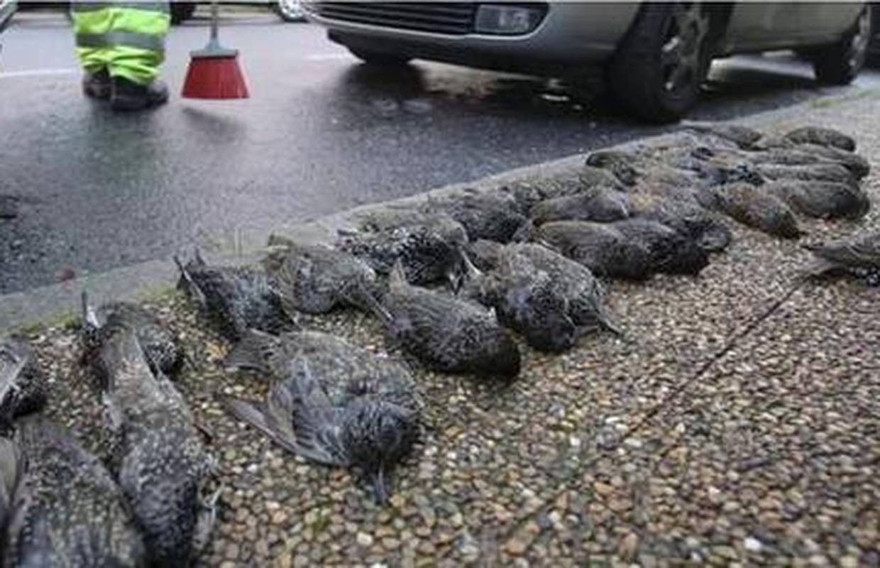 Španjolska: Pored bolnice palo je čak 200 mrtvih ptica, još ne znaju zbog čega su uginule