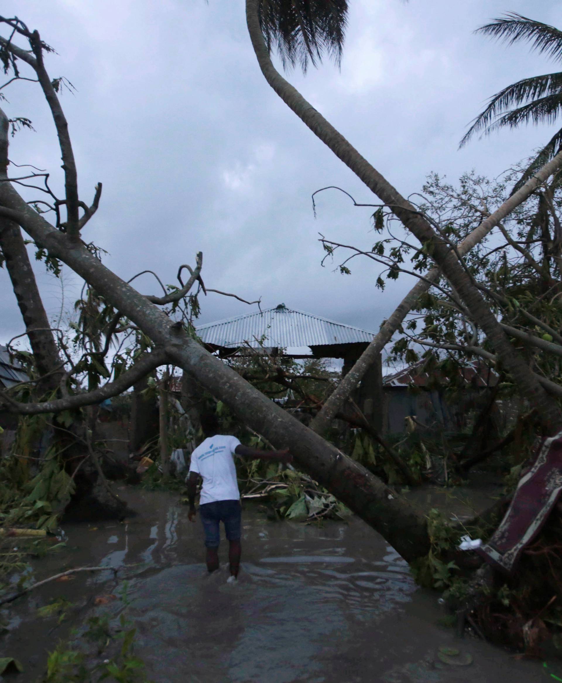 A man walks amongst trees damaged by Hurricane Matthew in Les Cayes