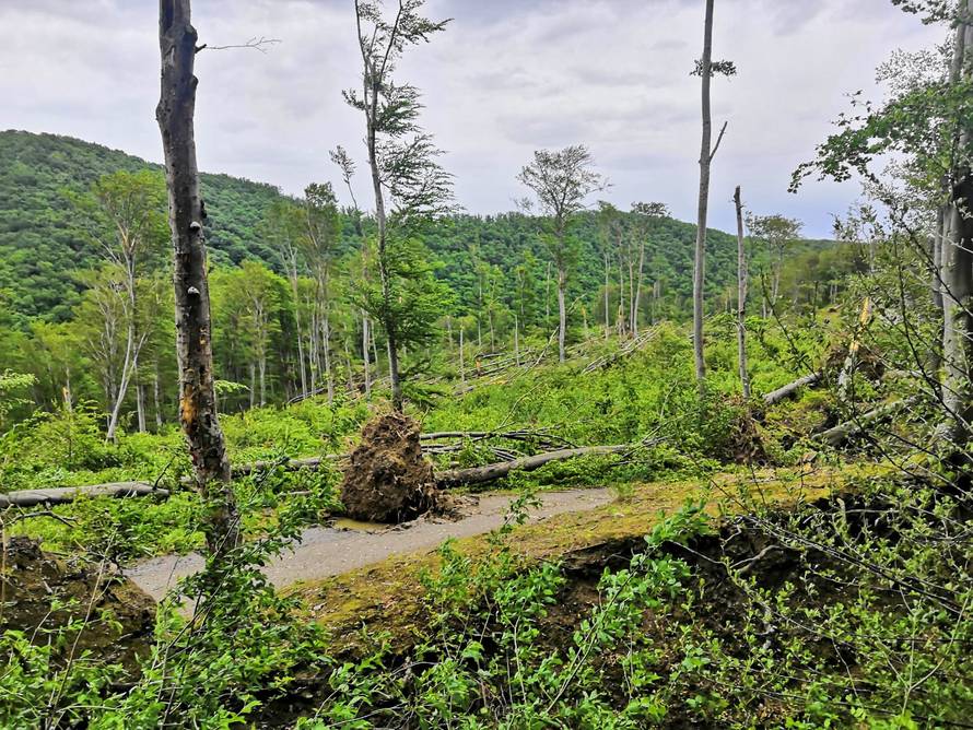 Prizor katastrofe: Oluja srušila stotine stabala na Medvednici