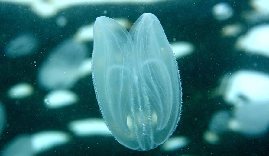 Predator 'ljigavac' na Jadranu: Sliči bombonu i - uništava sve