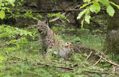VIDEO 'Ris je sjedio pet metara od mene, gledao me bez straha. Činilo mi se kao da mi pozira...'