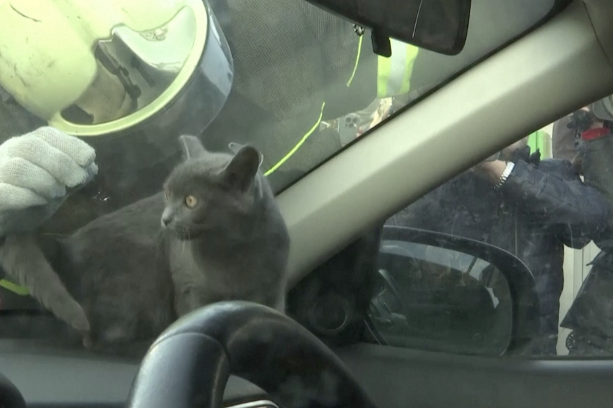 Maca danima bila zaključana u autu: Policajci razbili staklo i spasili je