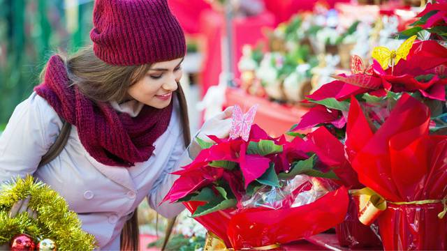 Kako kupiti zdravu božićnu zvijezdu i pravilno brinuti o njoj - da joj listovi brzo ne otpadnu