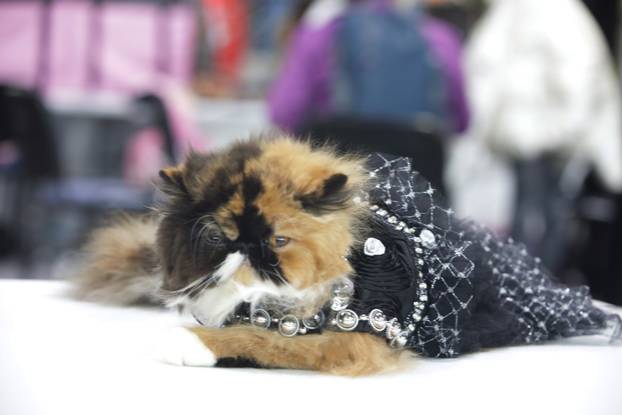 Rijeka: Međunarodna izložba mačaka