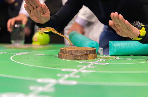 A contestant guides his frog to jump during the 47th Frognight jumping contest in Lokve
