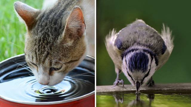 Ostavite zdjelice s vodom vani za životinje - i njima je pakleno!
