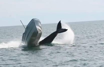 Kitovi ubojice napali su  četiri jedrilice na sjeveru Španjolske