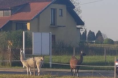 Iznenadile Bjelovarce: 'Ljame   su nam  pobjegle iz cirkusa...’