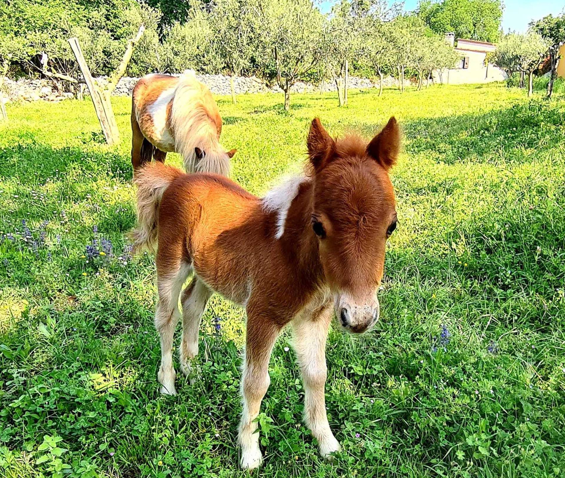 Beba poni u Istri čeka ime: Star je desetak dana i presladak je