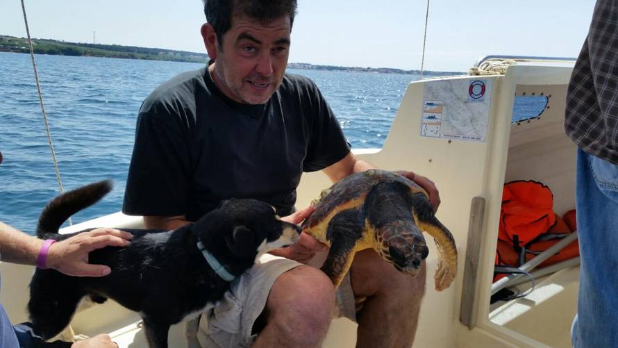 Vratili ju u more: Želvi su čak  40 minuta vadili udicu iz usta