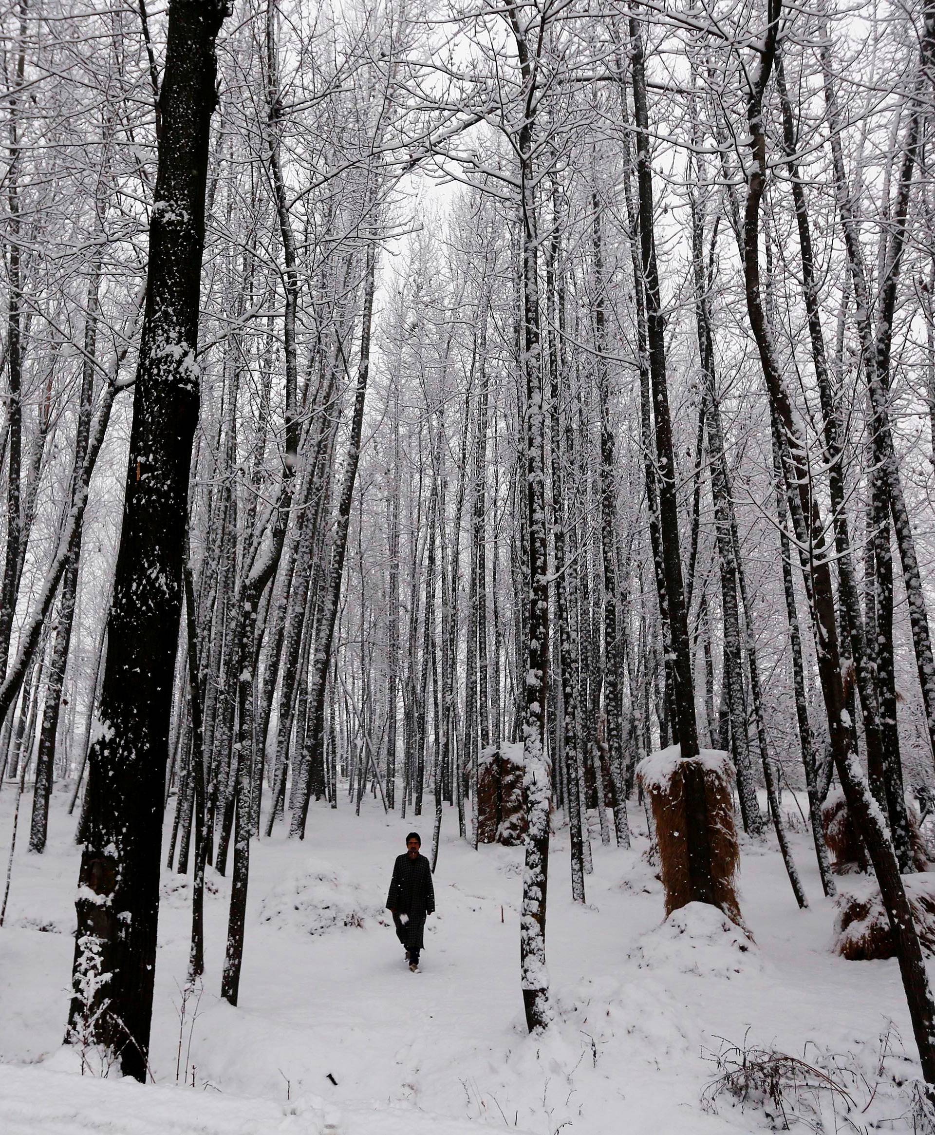 A man walks under snow-covered trees during a snowfall on a cold winter morning in Pattan, north of Srinagar