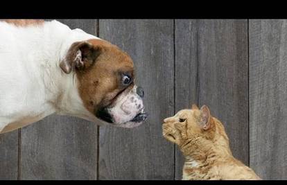 Mačke protiv pasa: Pogledajte super slatku video kompilaciju