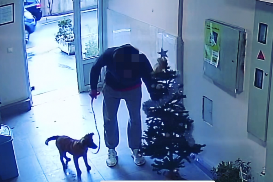 Beogradski Grinč otišao u šetnju sa psom, vratio se s jelkom: 'Nije ukrao, posudio na 15 dana'