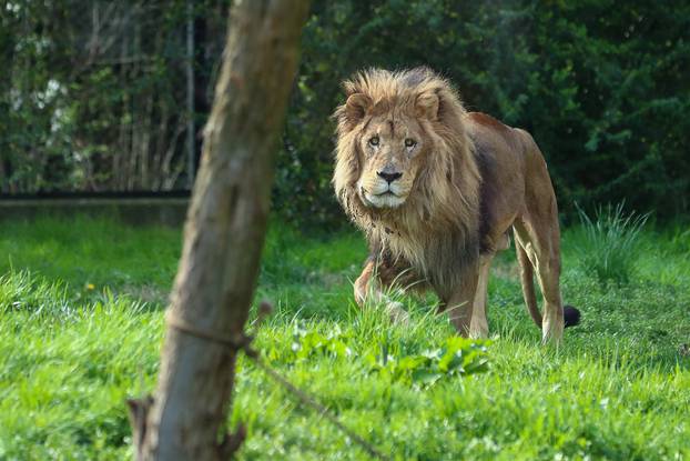 Oboljele životinje u zagrebačkom zoološkom vrtu