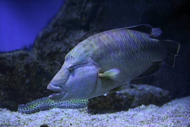 Pula: Tropska riba Napoleon u obnovljenom pulskom Aquariumu