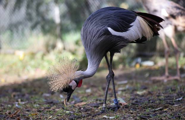 Zagrebački krunati ždralovi predstavljeni javnosti 