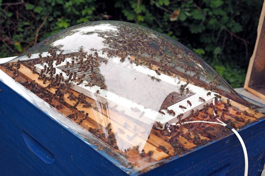 Od otrova mojih pčela radim kreme protiv bora i bolova