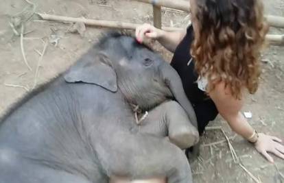 Ovo još niste vidjeli: Djevojka pjesmom uspavljuje slonića
