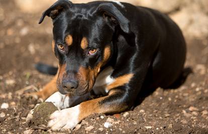 Najusamljeniji pas na svijetu nakon tri godine pronašao dom