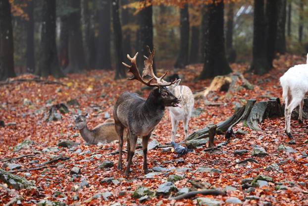Delnice: Jeleni lopatari u park šumi Japlenški vrh