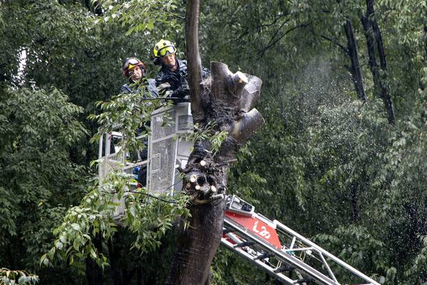 Pula: Srušeno napuklo stablo na Giardinima 