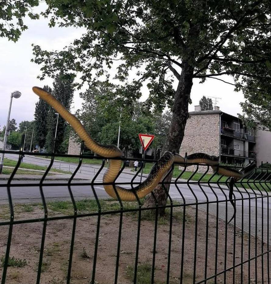 Zatekla veliku zmiju kraj parka u Dubravi: 'Prepala sam se, pa bila je ogromna! Tu je i škola'