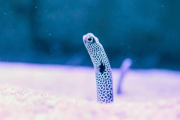 Obnovljeni  pulski Aquarium sada se prostire na 2.500 četvornih metara i postaje najveći akvarij u Europi koji izlaže isključivo mediteranski postav