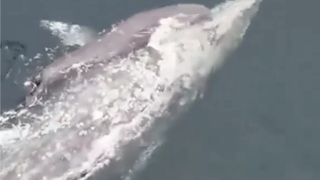Turisti svjedočili rođenju kita u Kaliforniji: 'Mislili smo da ga napada morski pas, da je gotov'