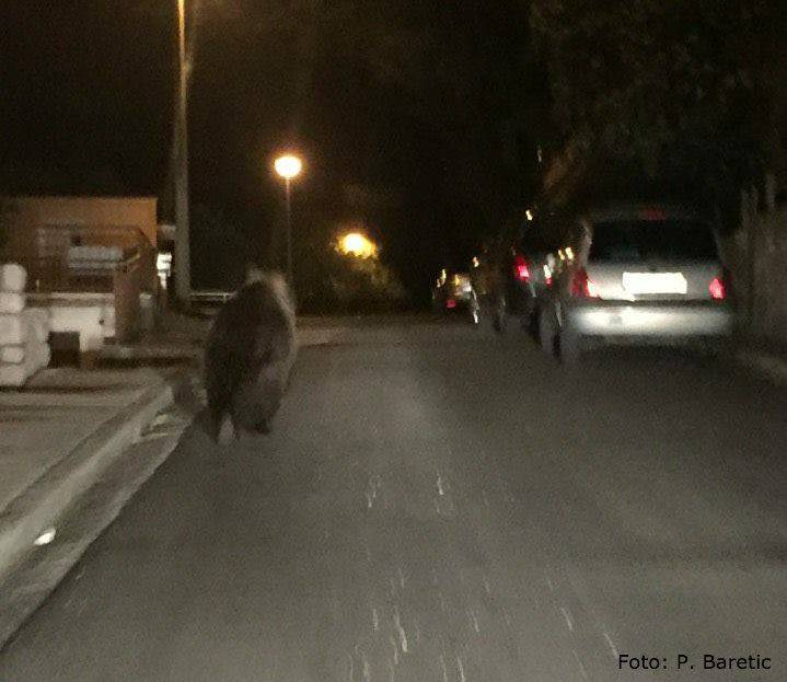 Strah na ulici: Djeca su bježala od medvjeda u Crikvenici