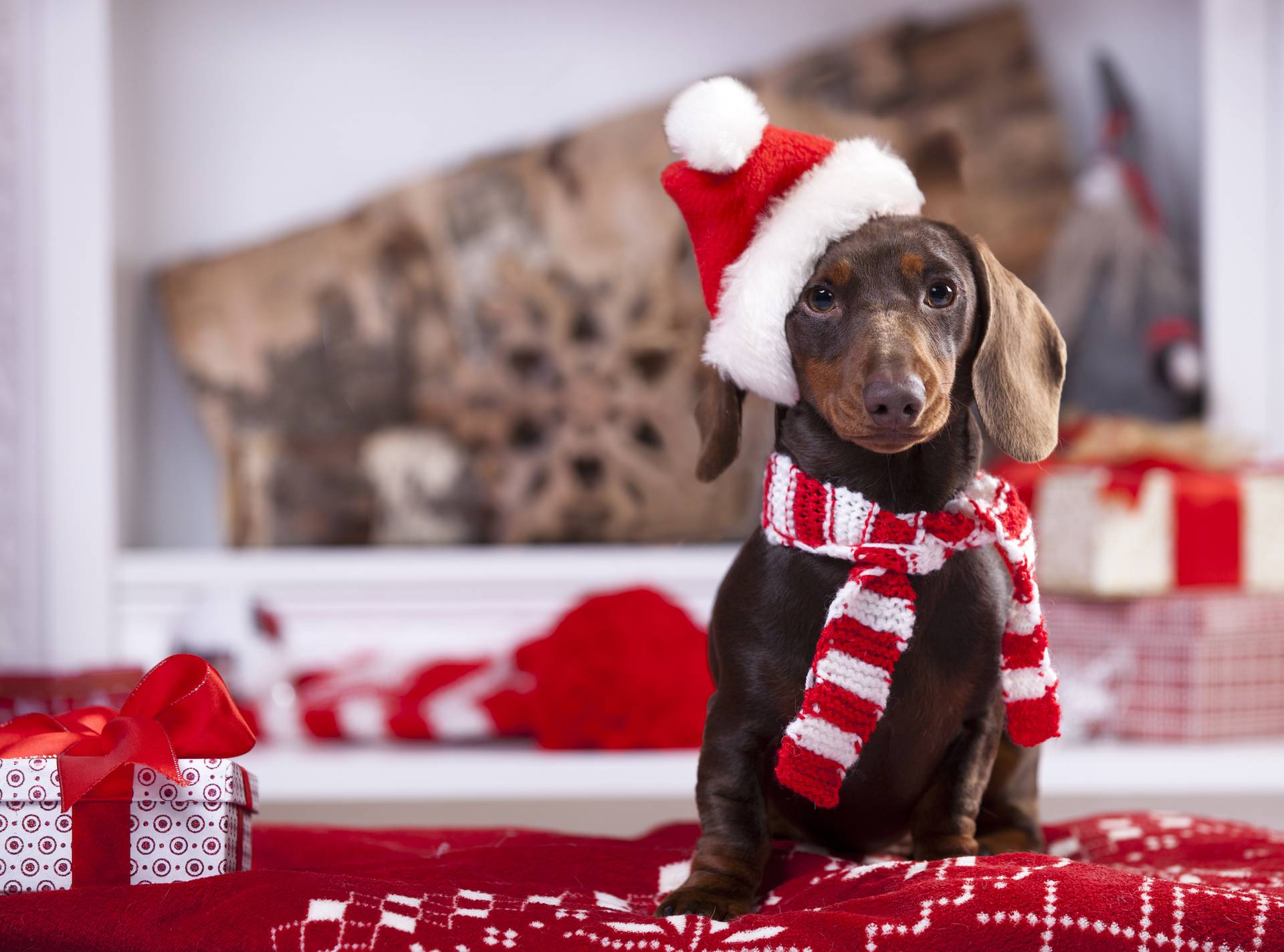 Christmas wreath on neck dachshund puppy
