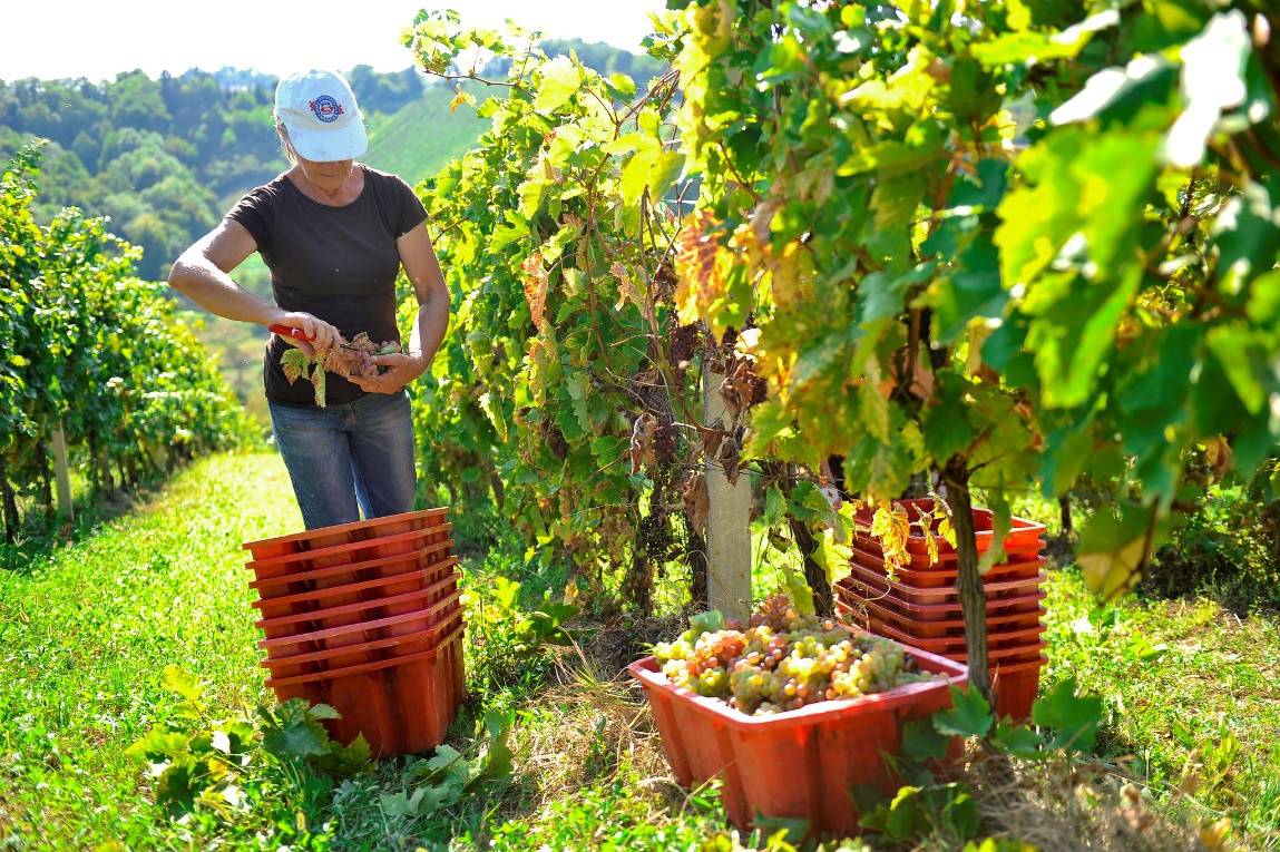 U ožujku novi natječaj za pomoć domaćim vinogradarima