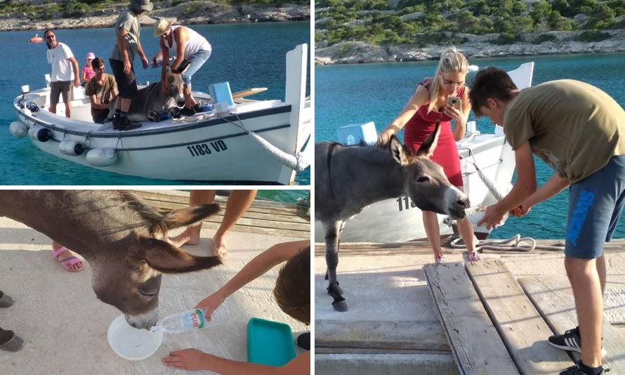Spasili magaricu koju je netko ostavio na otoku kod Šibenika