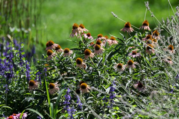 Započela je sezona alergenih biljaka u Zagrebu