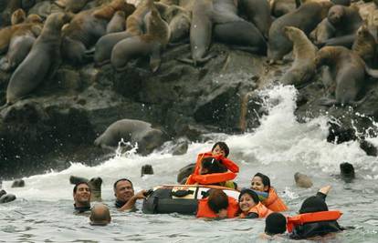 Peru: Morski lavovi uživaju u blizini i društvu ljudi