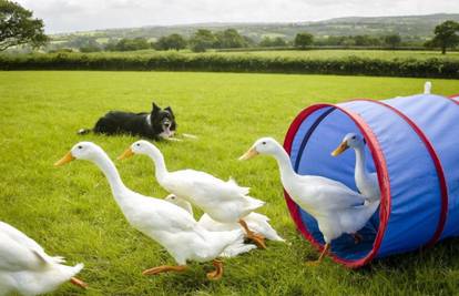 Ovčar Sam (3) uči patke trkačice kako izbjeći prepreke